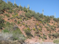 Desert Near Cave Creek